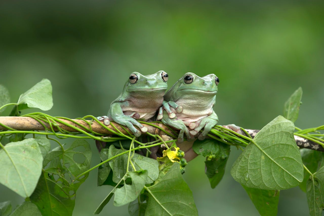 Two green frogs sitting on a vine-covered branch in nature.