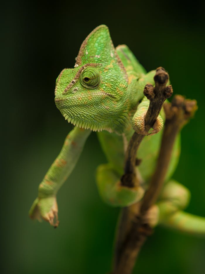 A green chameleon sits on a branch with a blurred green background, showcasing its colorful scales.