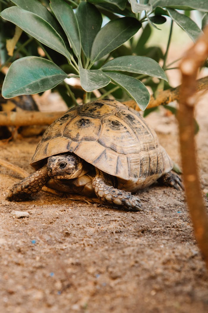 A tortoise slowly moves on sandy ground amidst greenery.