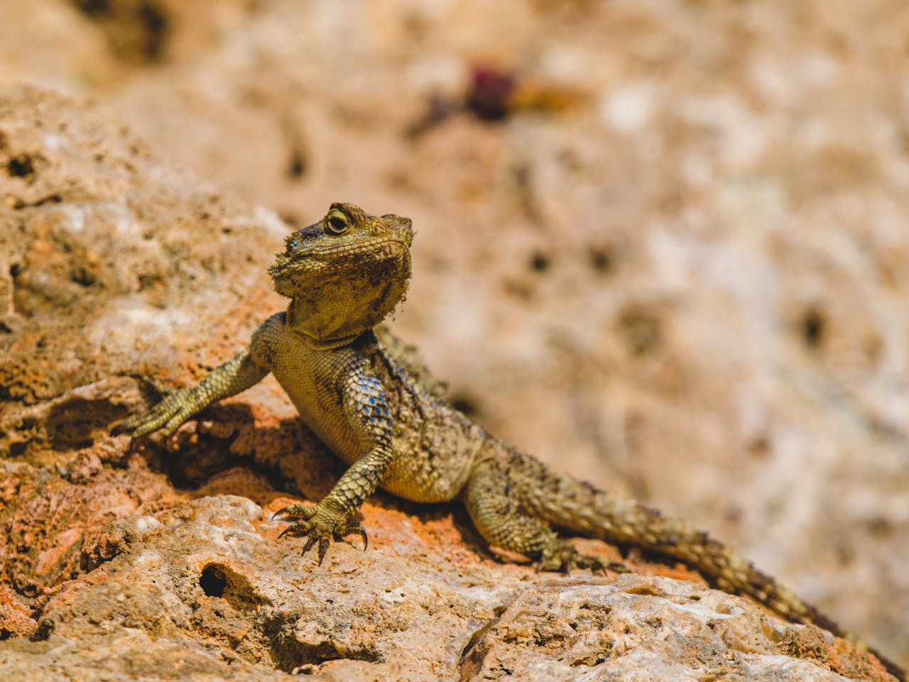 Close-up photo of a lizard sunbathing on a rocky surface in a natural habitat.