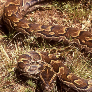 african rock python