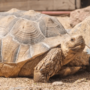 african spurred tortoise
