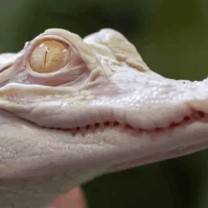 albino alligator