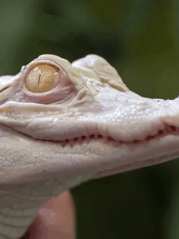 albino alligator