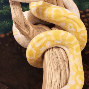 albino burmese python