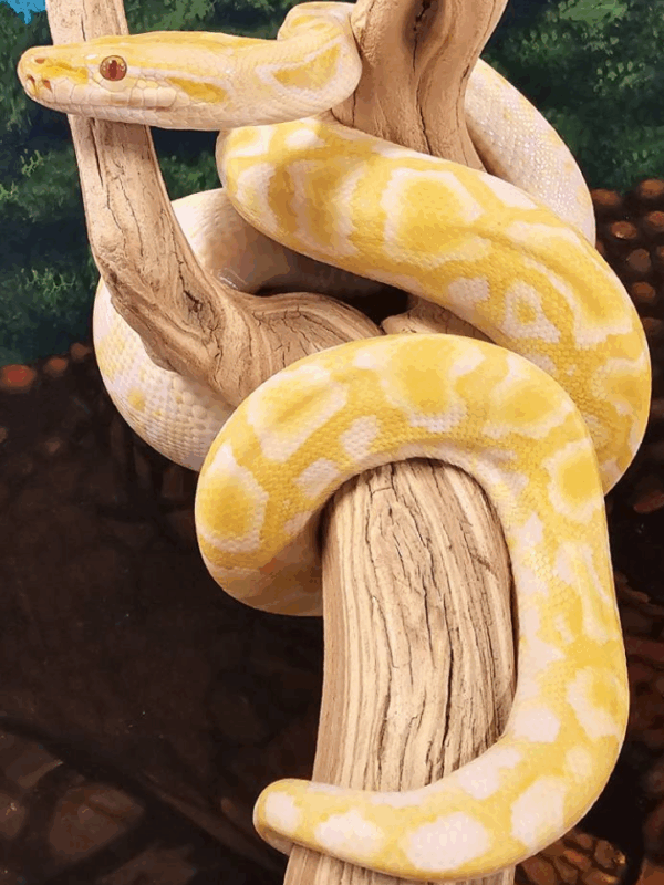 albino burmese python