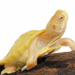 albino red ear slider turtle