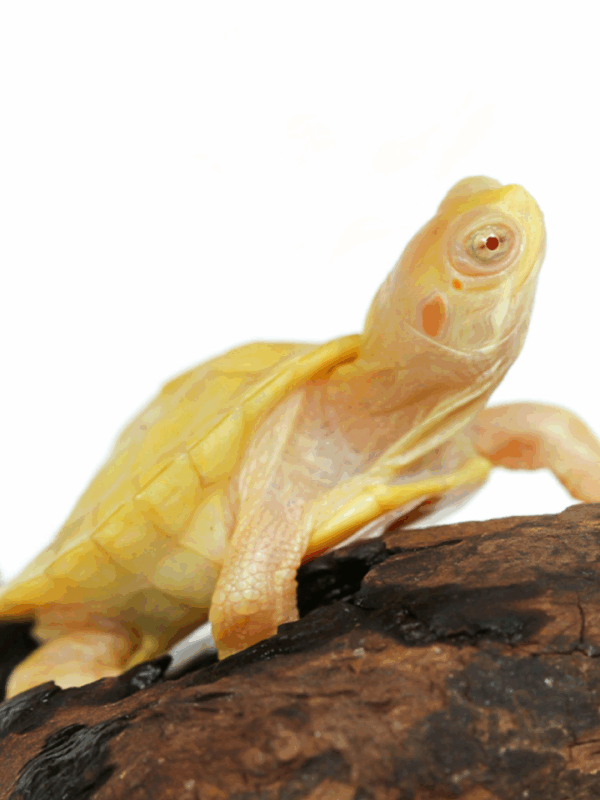 albino red ear slider turtle
