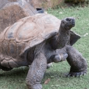 aldabra tortoise