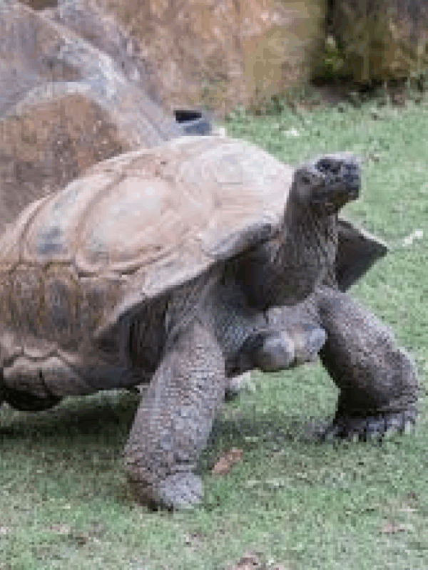 aldabra tortoise