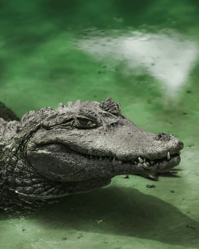 alligator