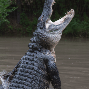 american alligator