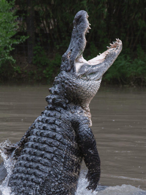 american alligator