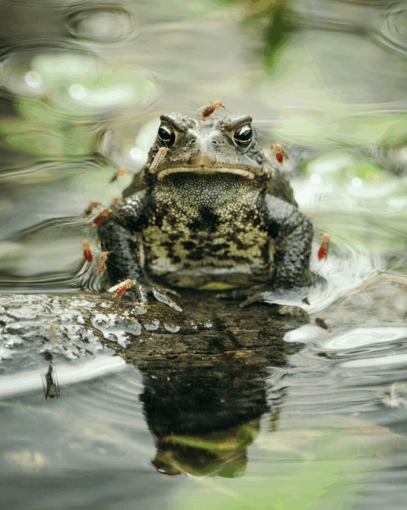amphibians