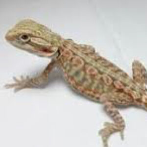 baby blue bar bearded dragon