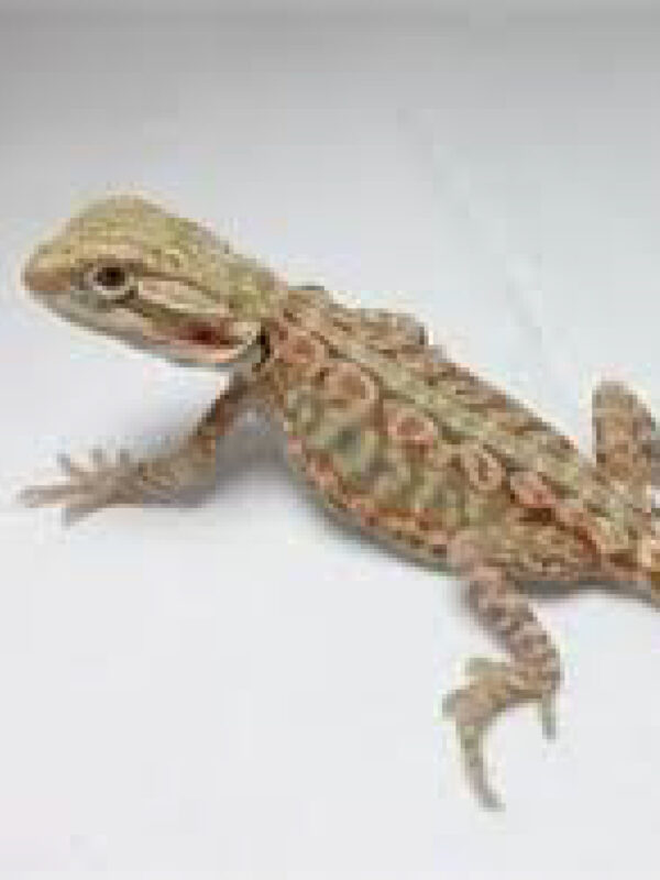 baby blue bar bearded dragon