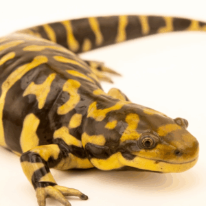 barred tiger salamander
