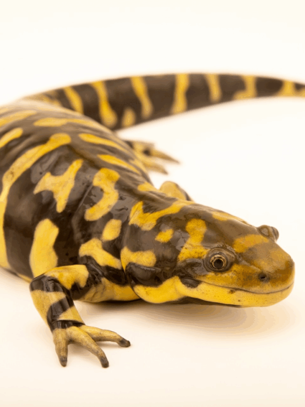 barred tiger salamander