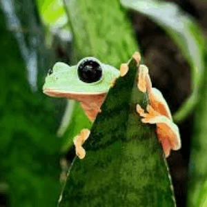 black eyed tree frog