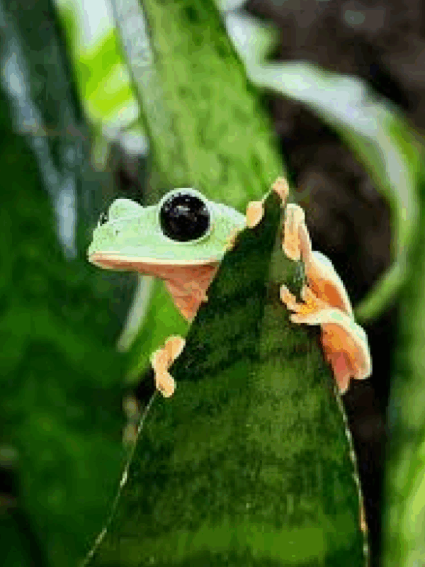 black eyed tree frog
