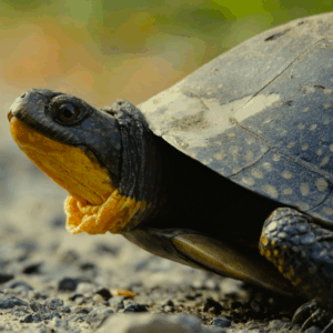 blanding's turtle reptile