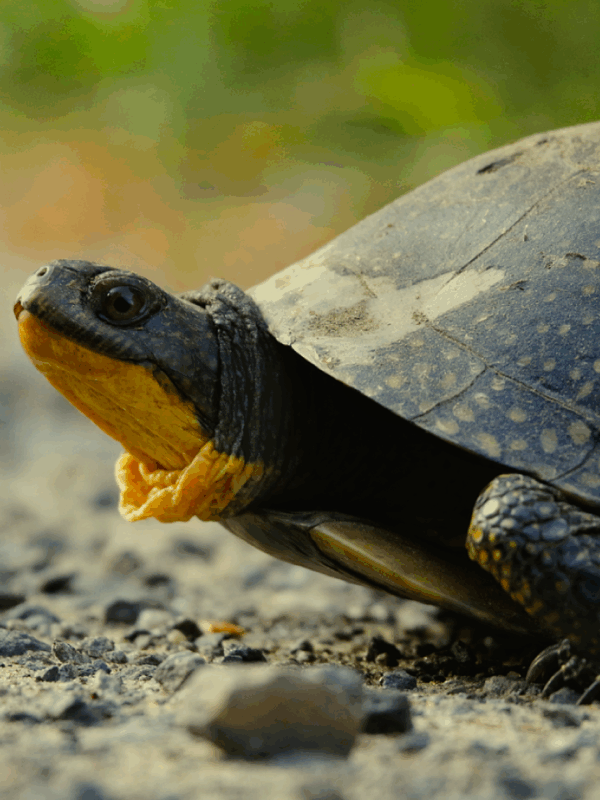 blanding's turtle reptile