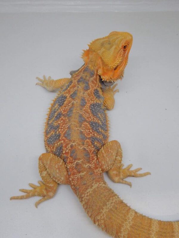 blue bar bearded dragon