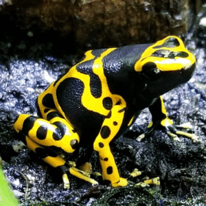 bumblebee dart frog