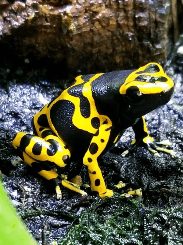 bumblebee dart frog
