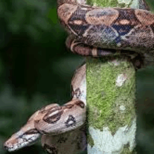 central american boa