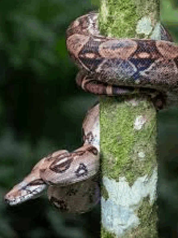central american boa