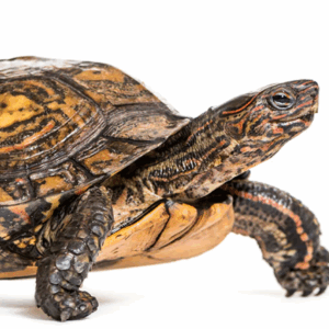 central american wood turtle