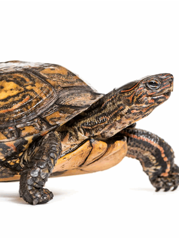 central american wood turtle