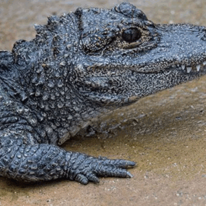 chinese alligator