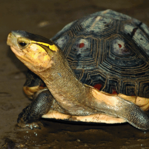 chinese box turtle