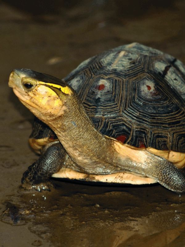 chinese box turtle