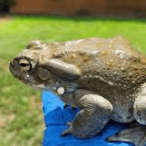 colorado river toad