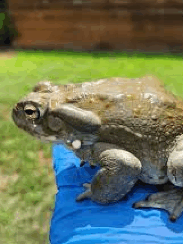 colorado river toad
