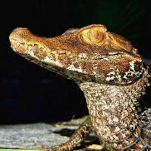 cuvier's dwarf caiman