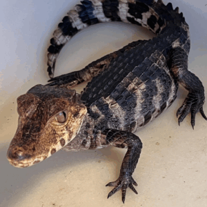 dwarf caiman