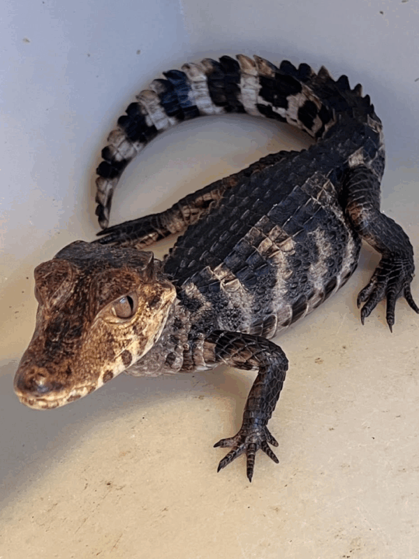 dwarf caiman