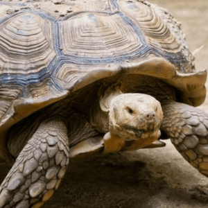elongated tortoise