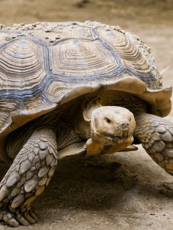 elongated tortoise