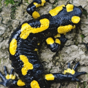 fire salamander