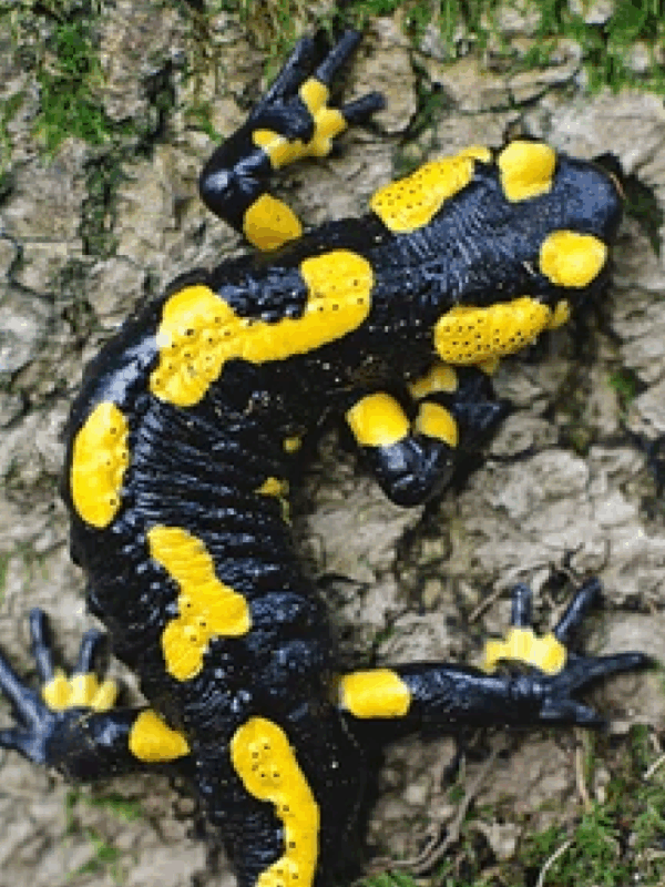 fire salamander