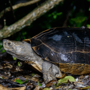 giant asian pond turtle