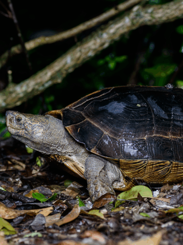 giant asian pond turtle