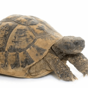 hermann's tortoise