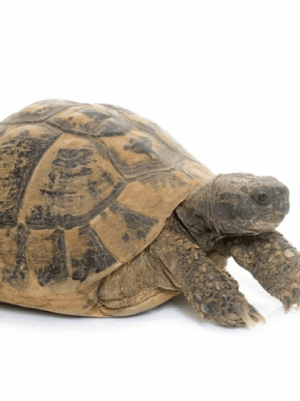 hermann's tortoise
