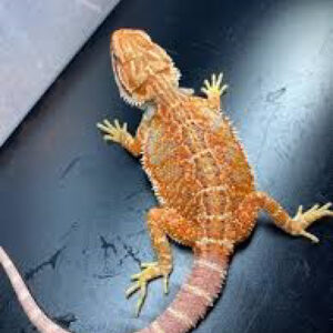 hypo citrus tiger blue bar bearded dragon